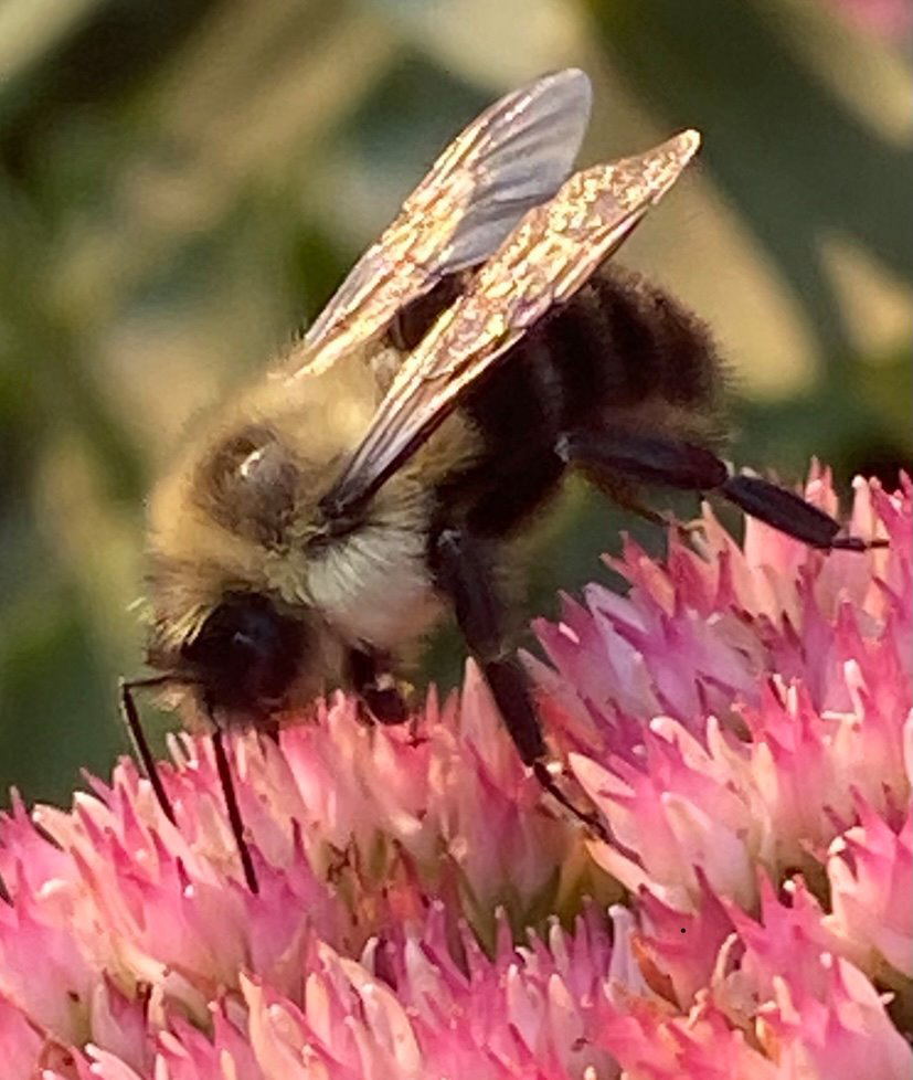 Bee