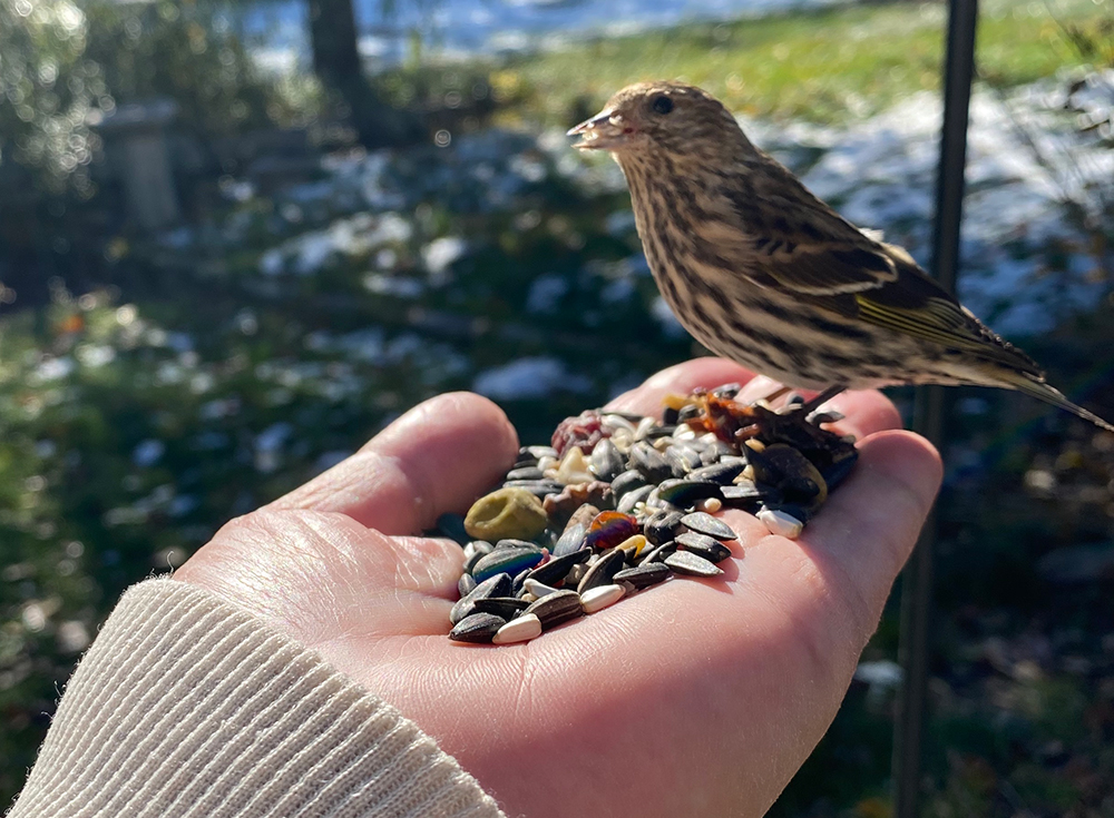 Bird