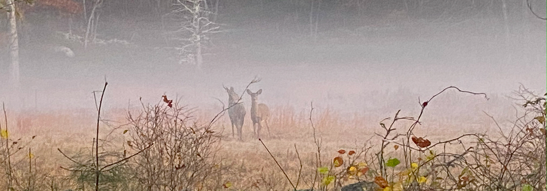 Deer in the mist