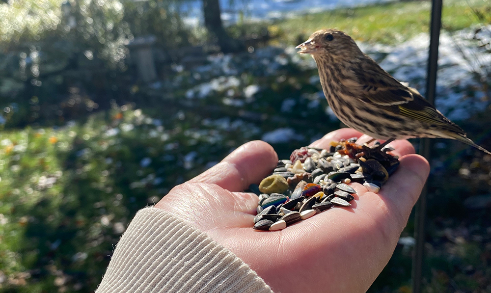 Bird