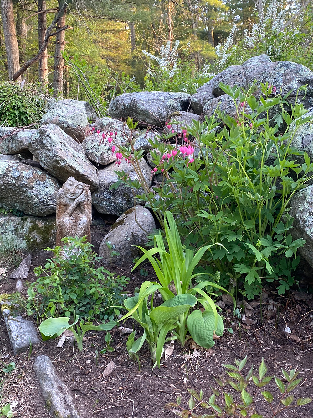Bleeding Hearts