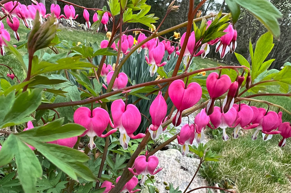 Bleeding Hearts