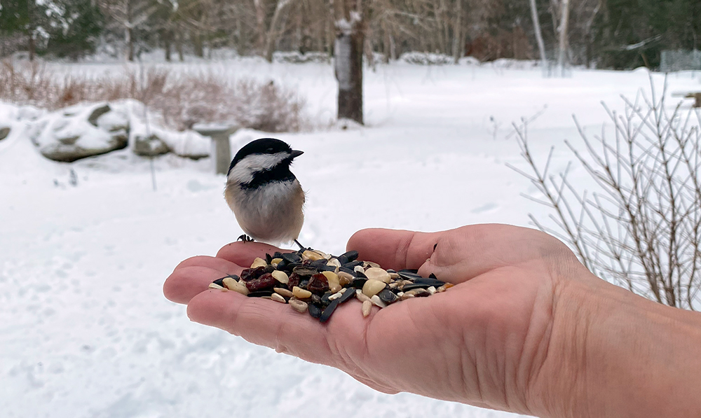 Chickadee