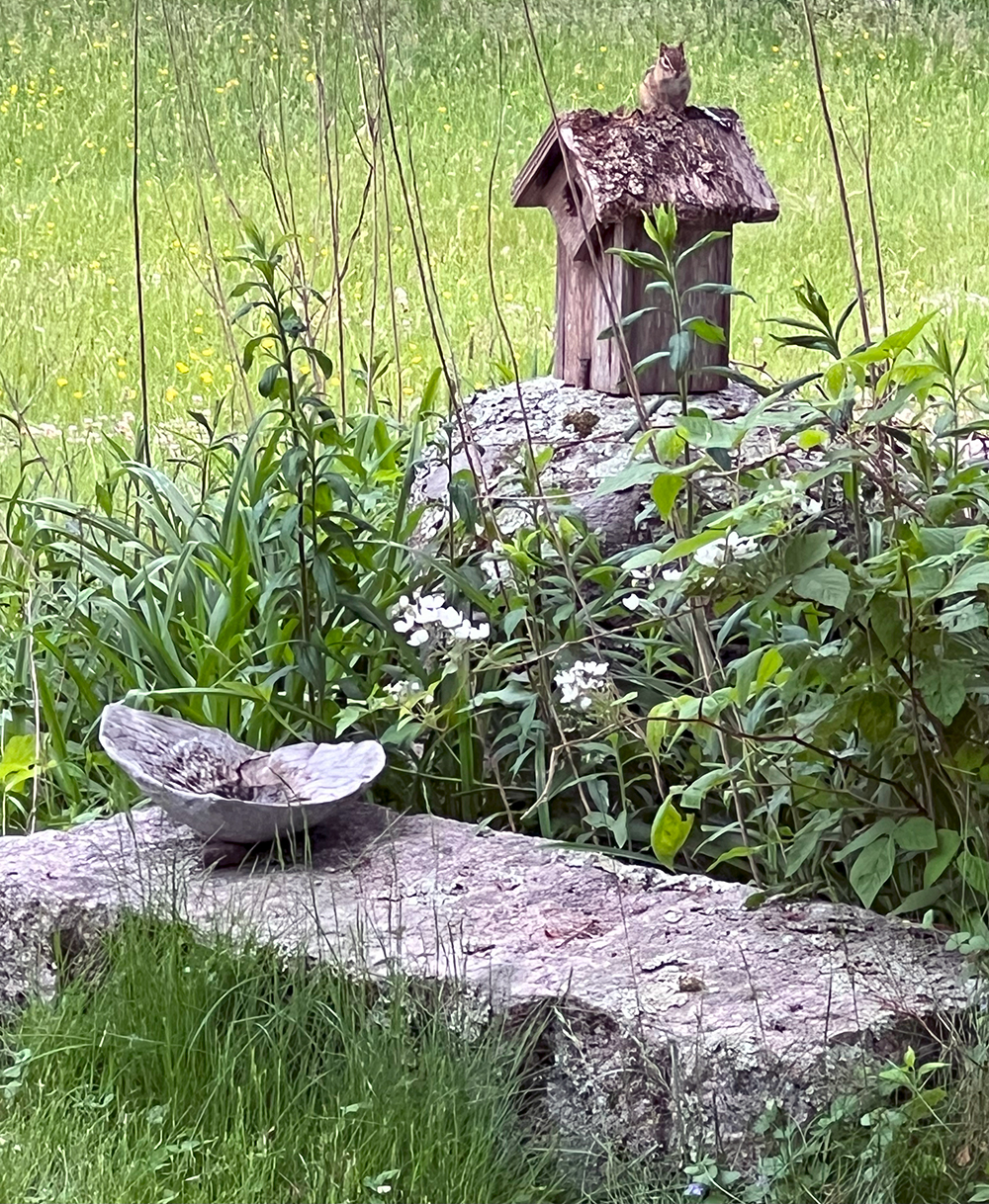 Chipmunk