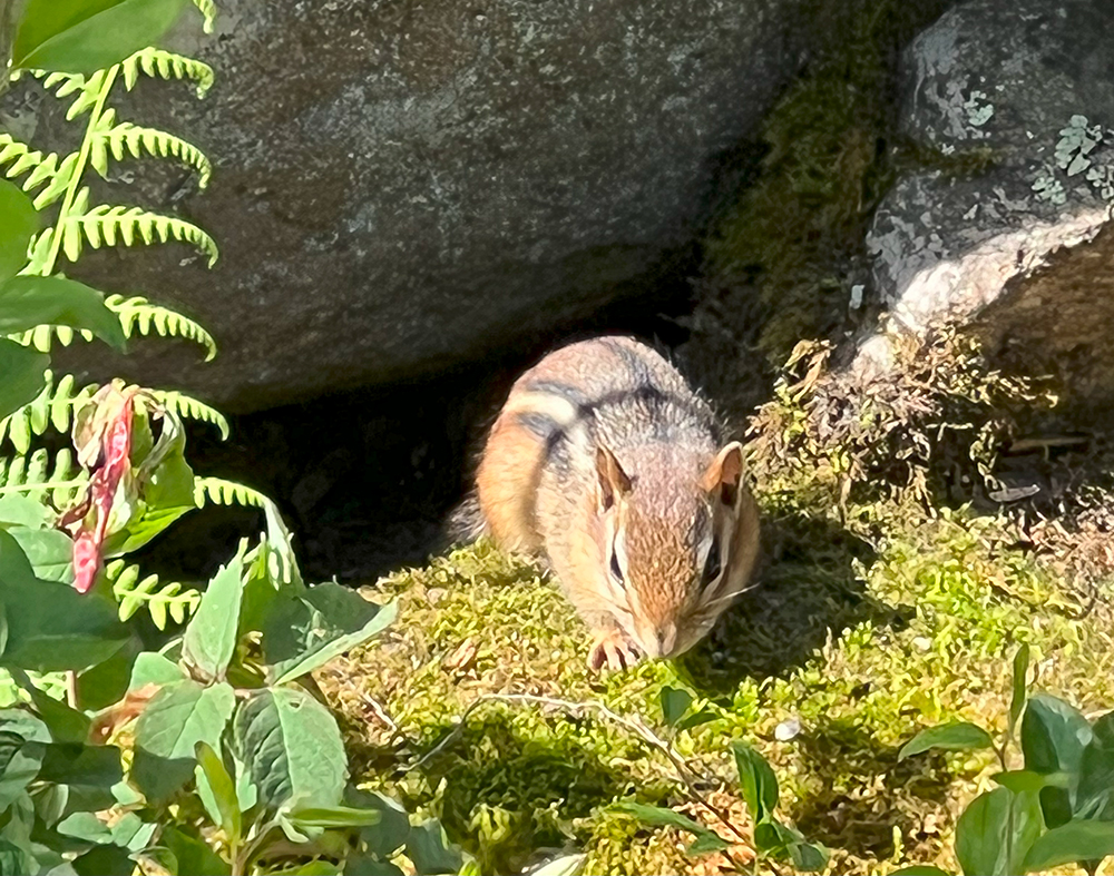 Chipmunk