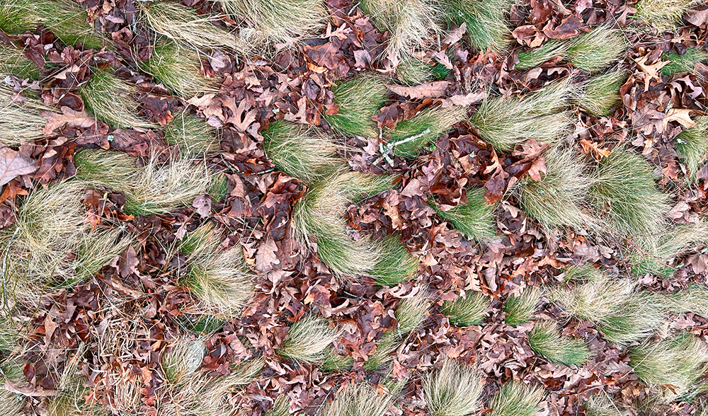curly leaves