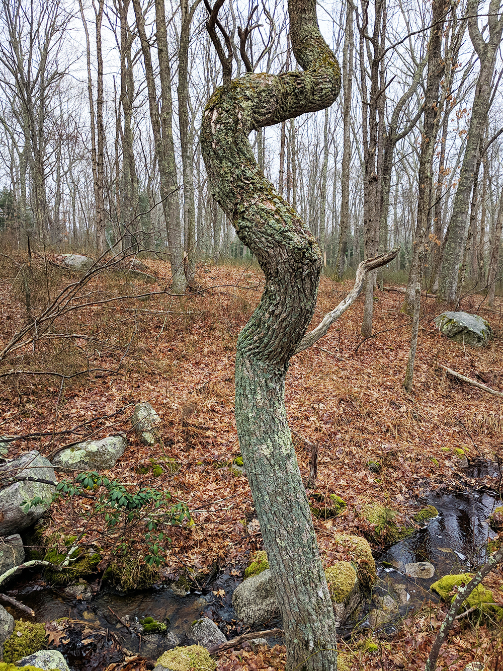 the curvey tree
