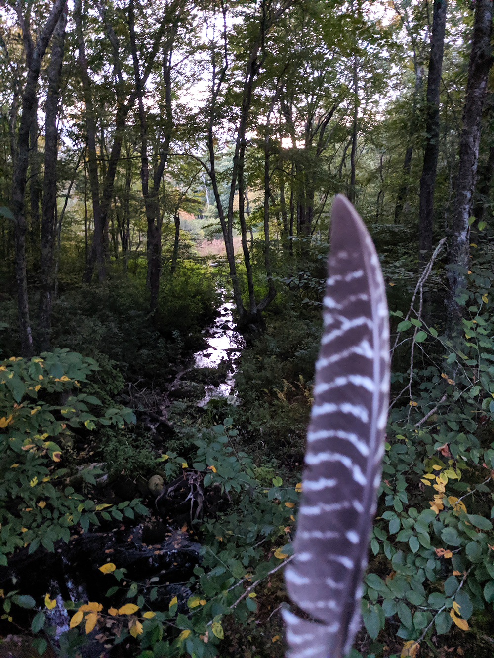 a feather and a stream