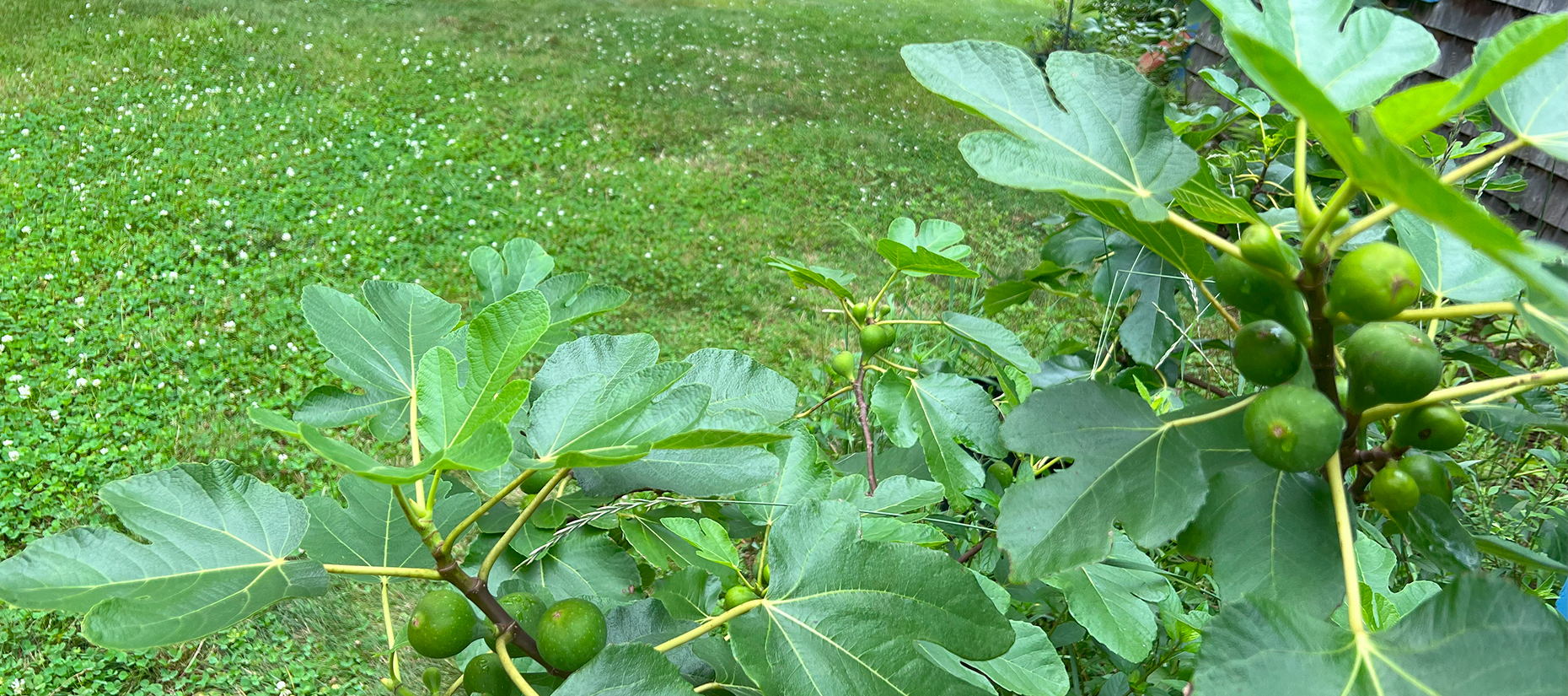 Figs
