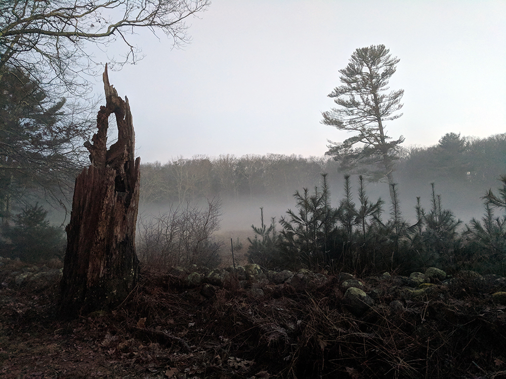 Wells Farm in the Fog