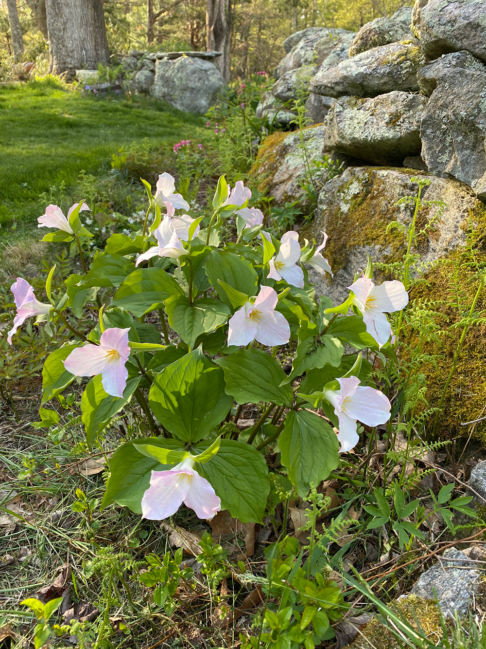Garden Flowers