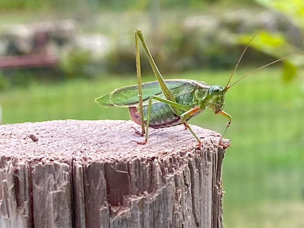 Grasshopper