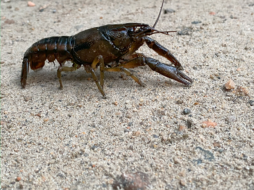 crayfish