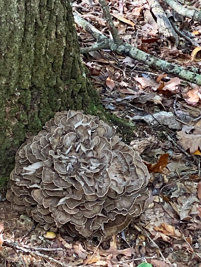 Mushrooms that have gone by...