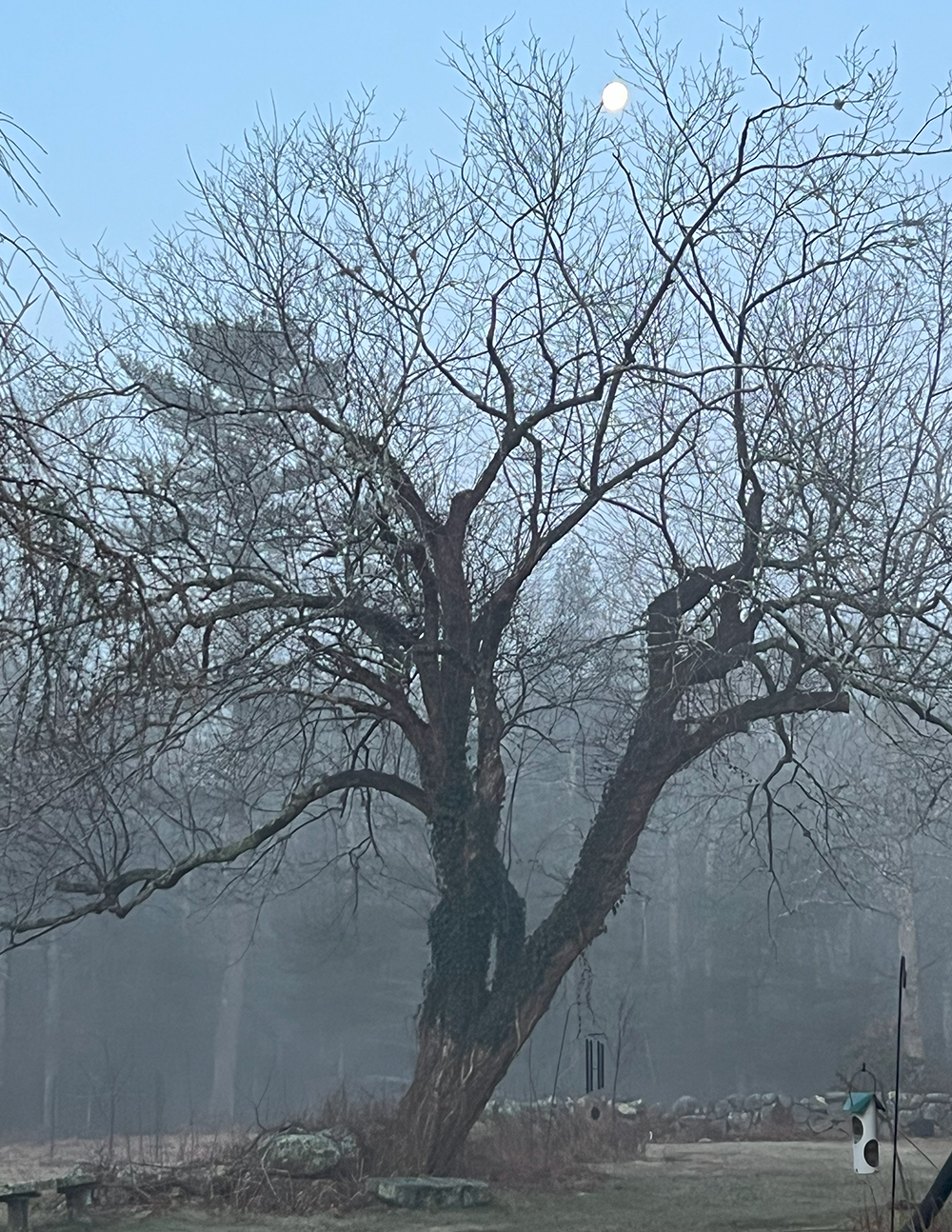 Tree in the Mist