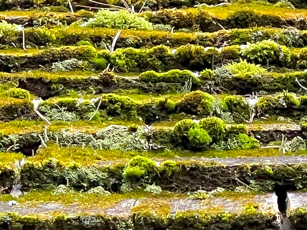 Moss on the roof