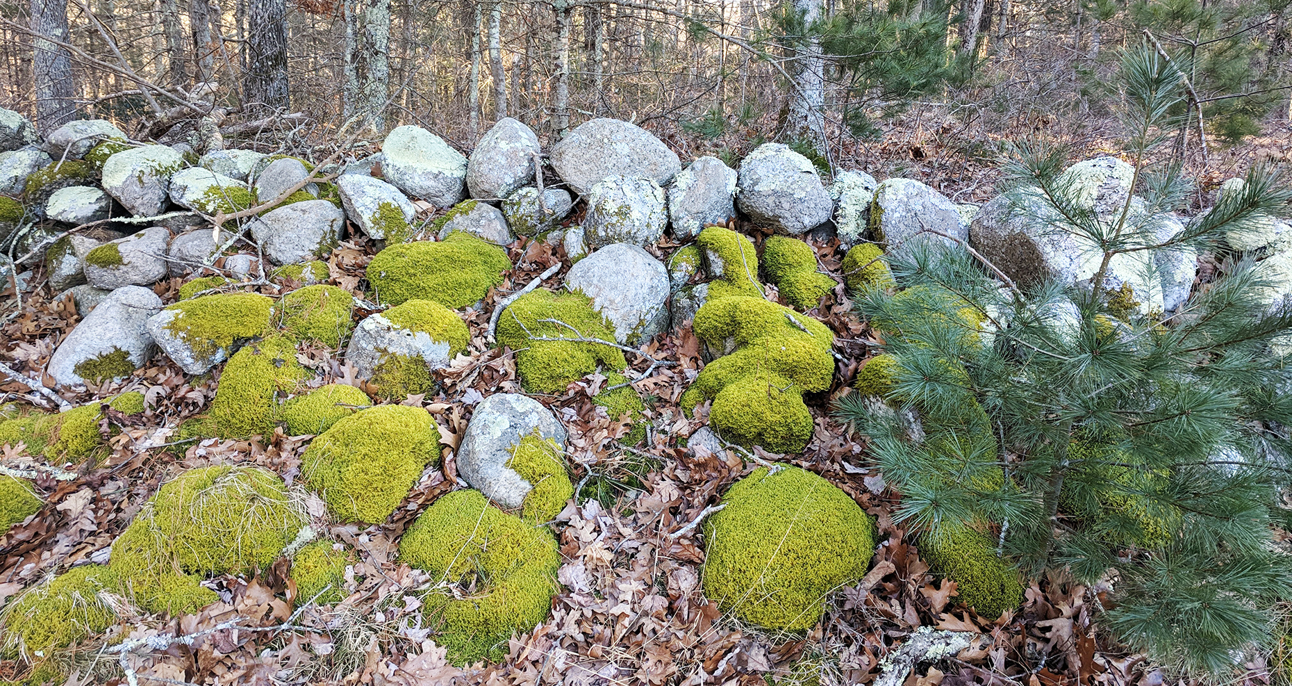 Mossy Wall