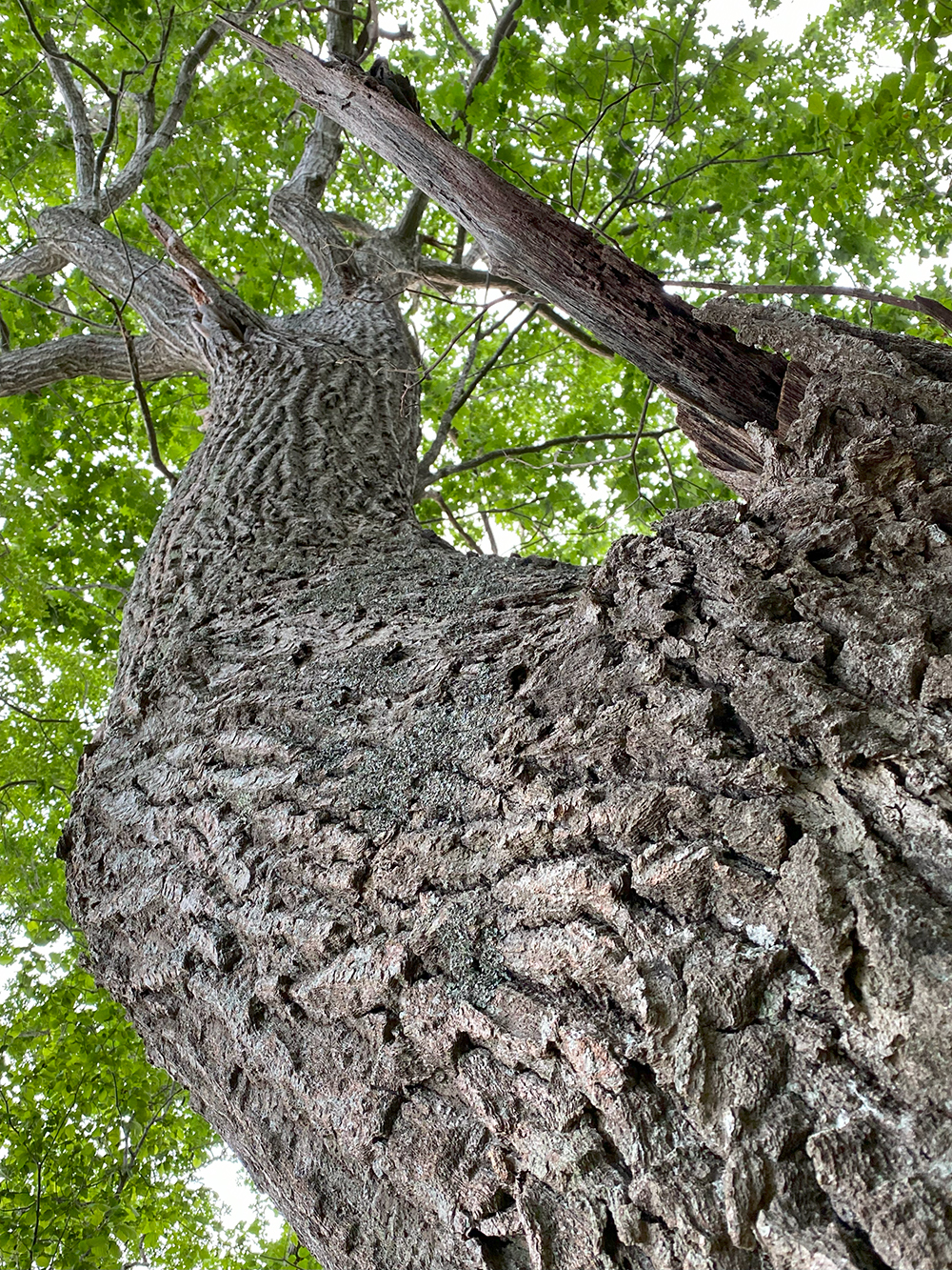 Oak Tree