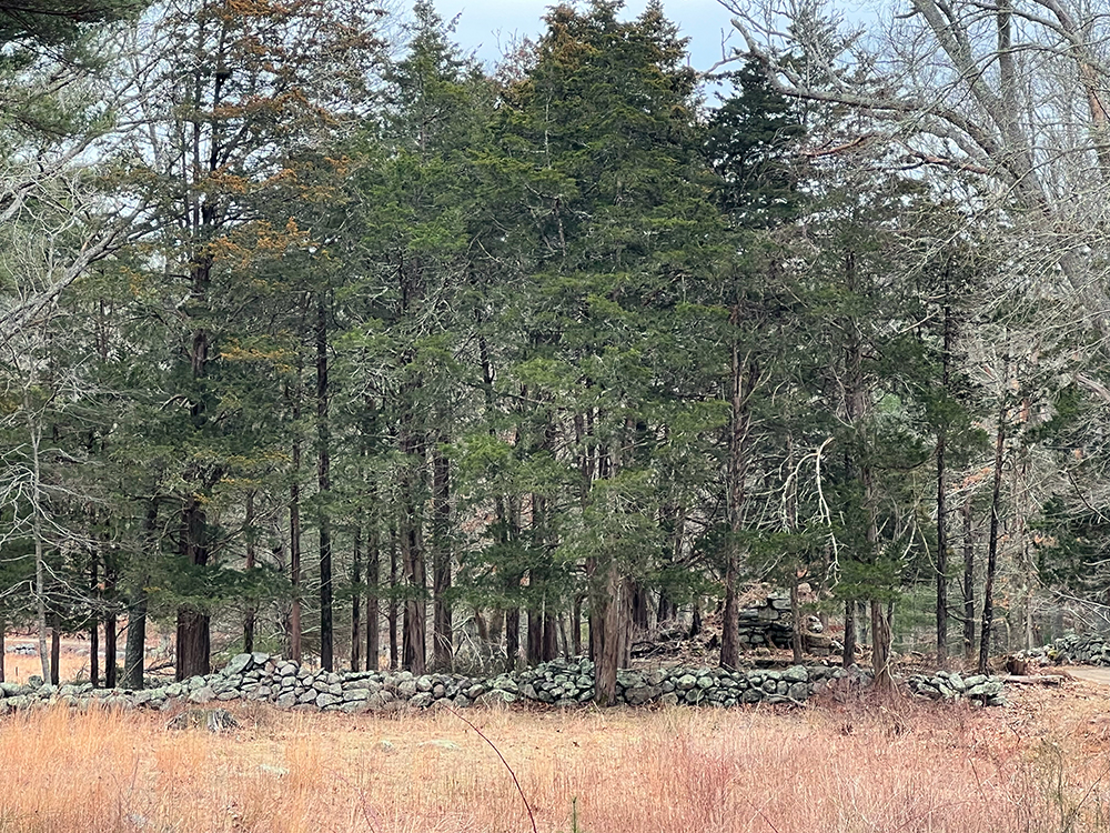 Pines