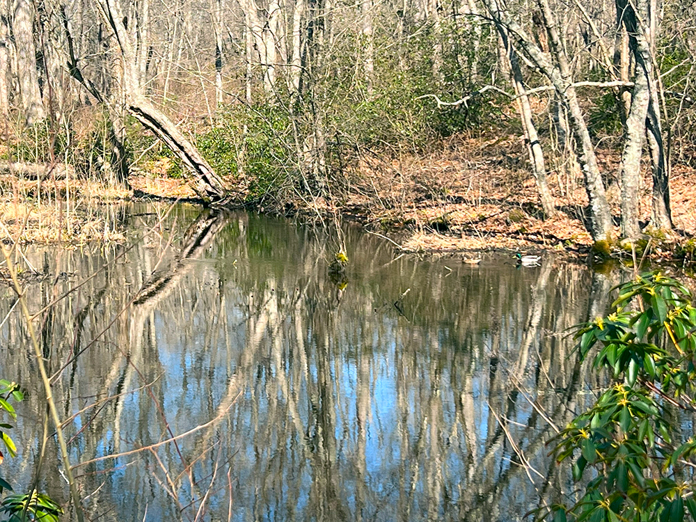 Pond