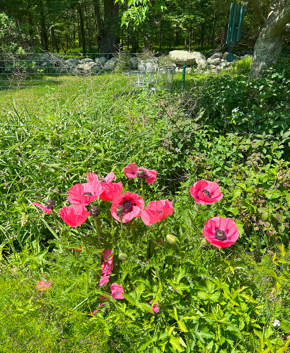 Poppies