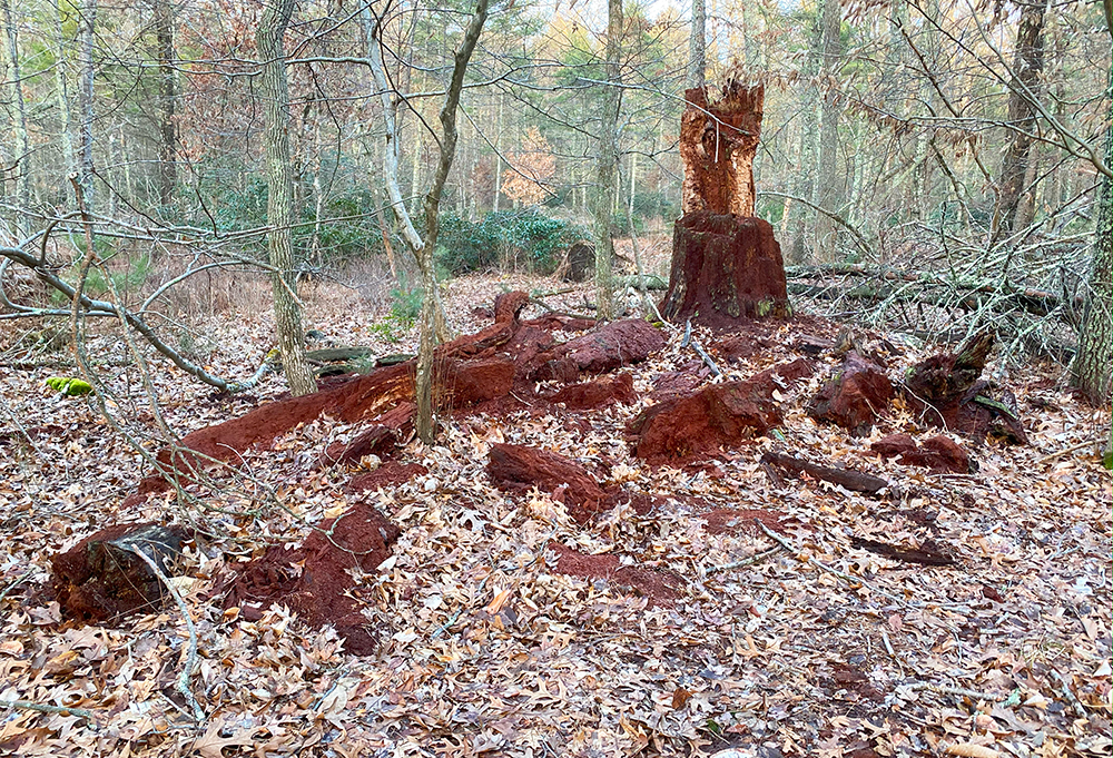 Rotting Tree