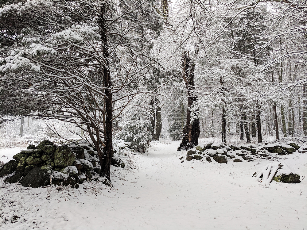 a Trail through the snow