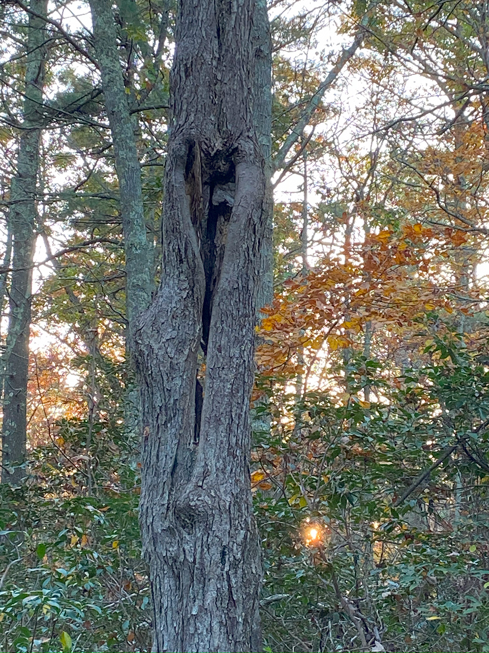 tree with a split in it