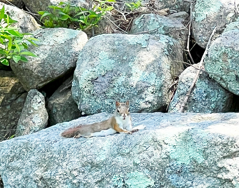 the squirell centerfold shot