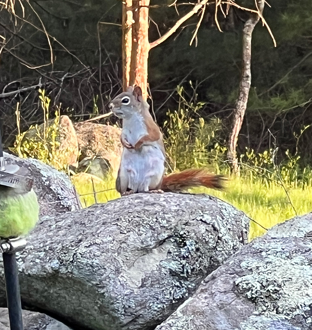 Squirrell