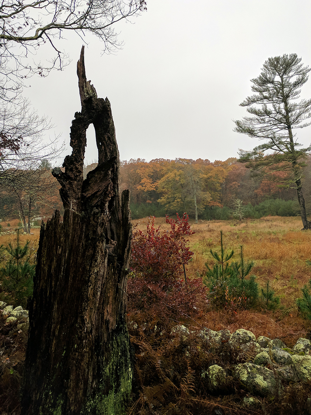What Remains of the Tree