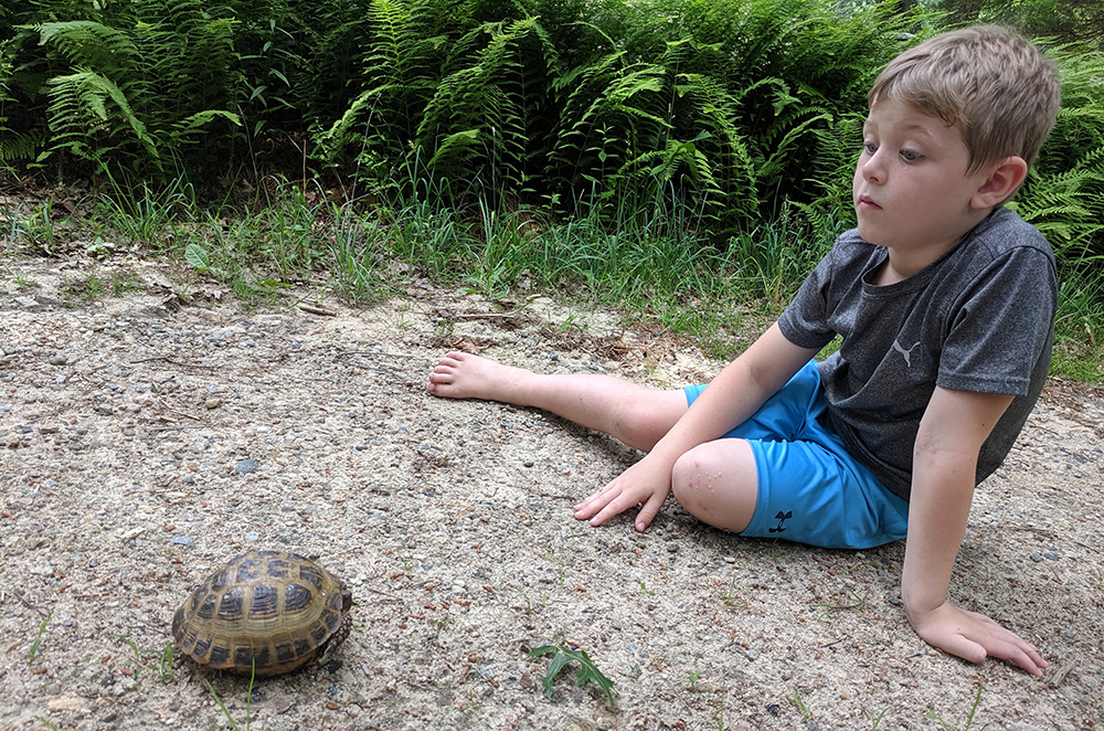 Learning about Turtles