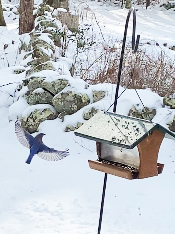 Winter Bluebird