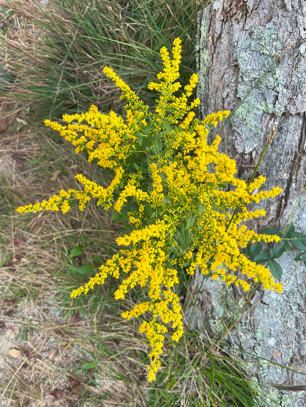 Yarrow