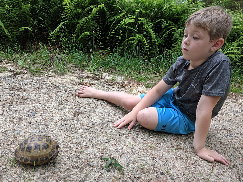 Learning about Turtles