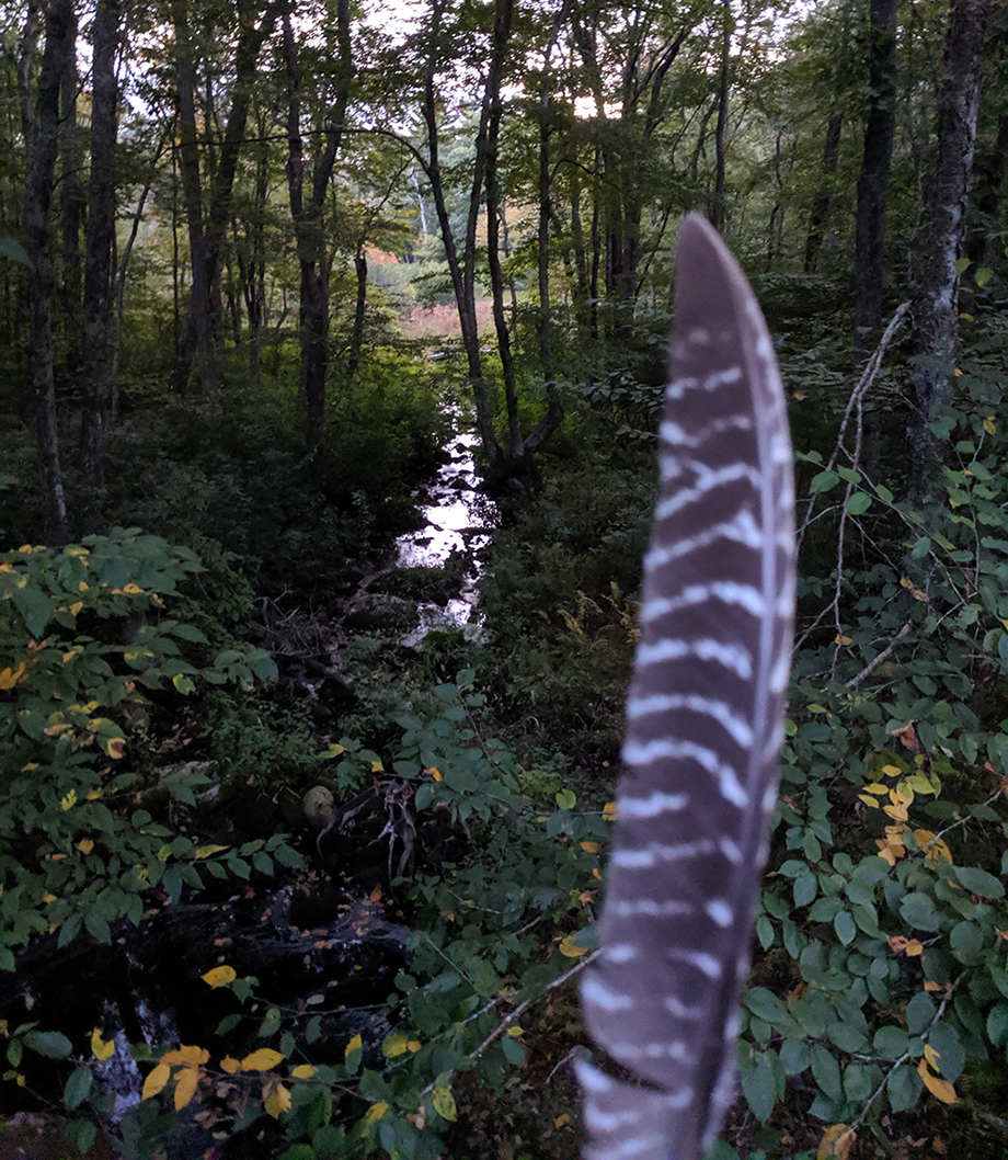 Feather