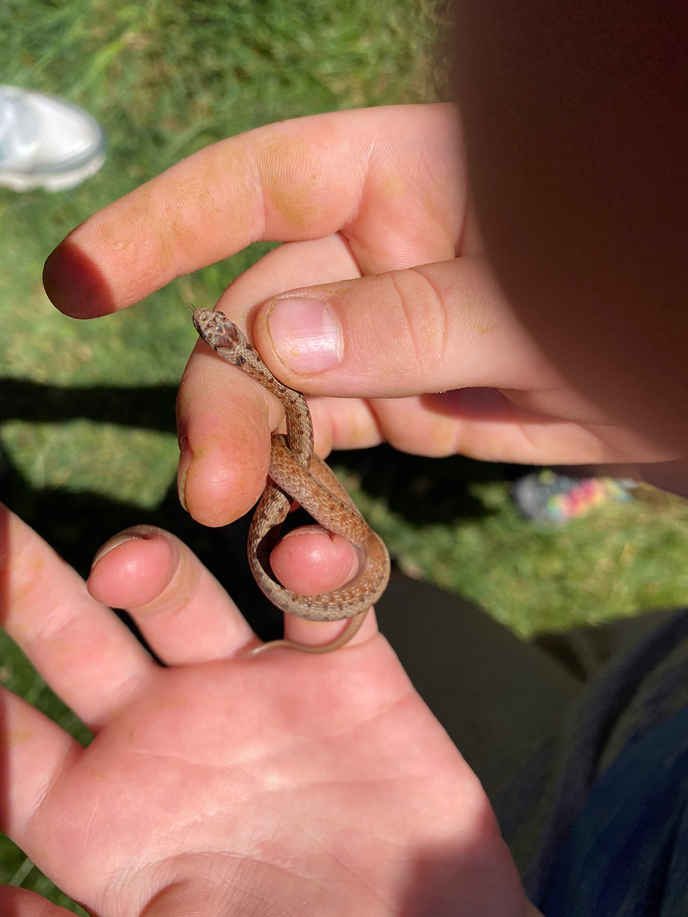 Baby Snake