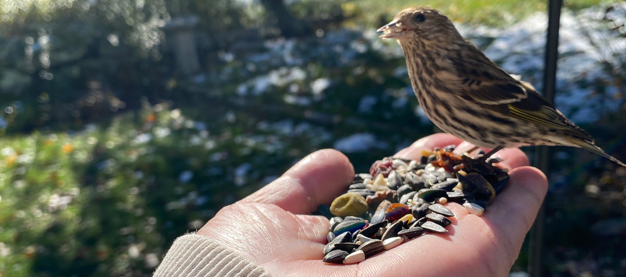 Bird