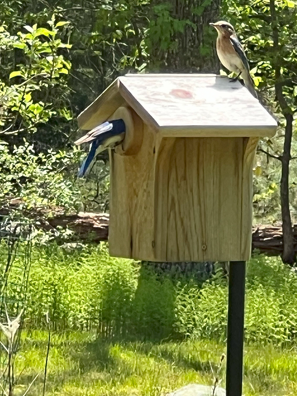 Bluebirds