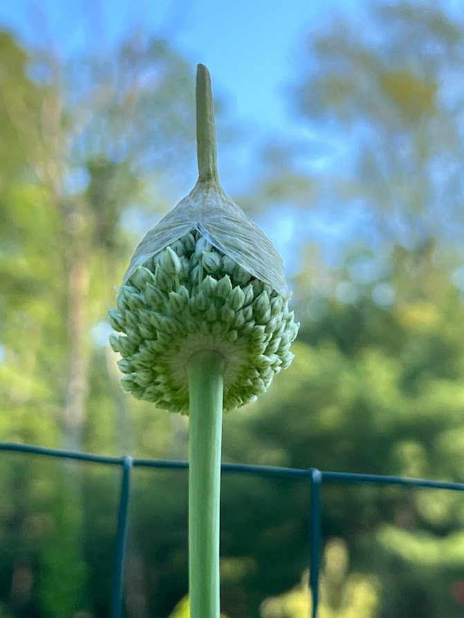 This Bud's for you