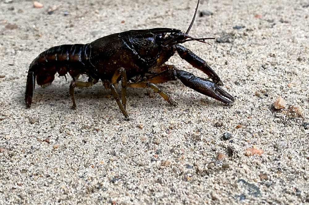 Crayfish