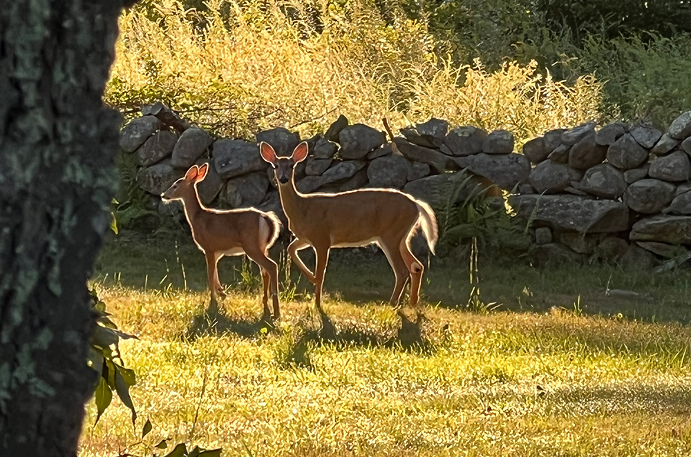 Deer on the farm