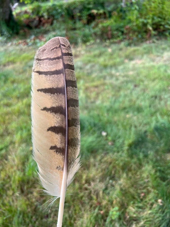 featheris