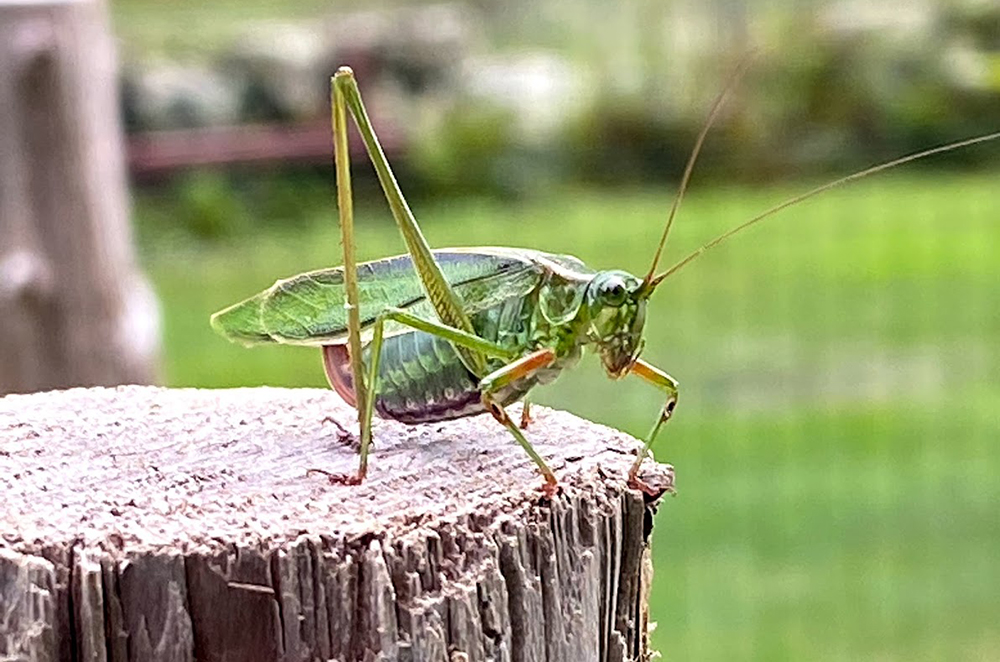 Grasshopper