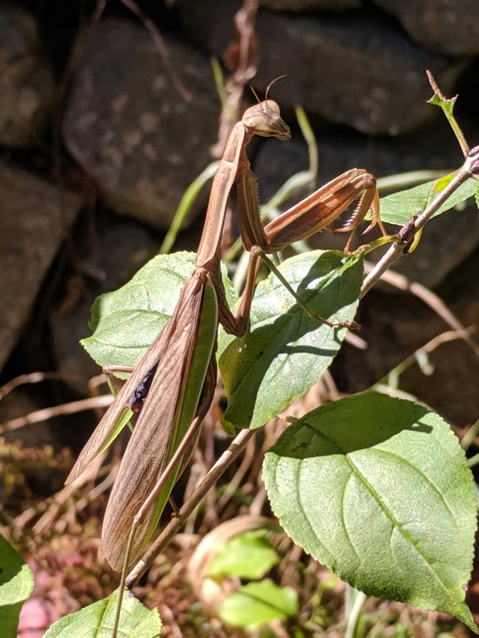 Praying Mantis