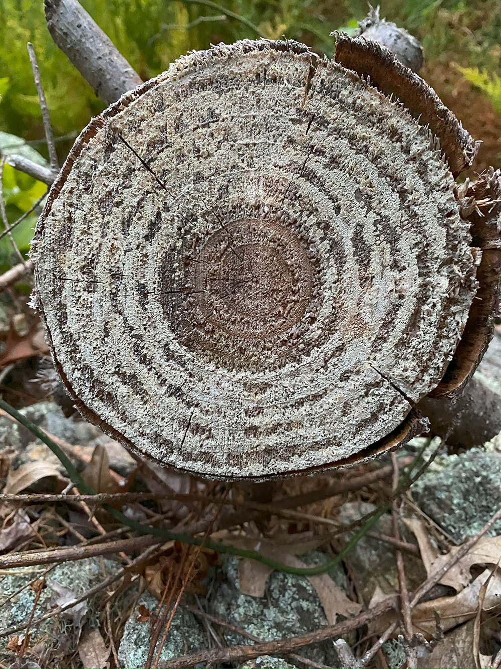 Learning about tree rings