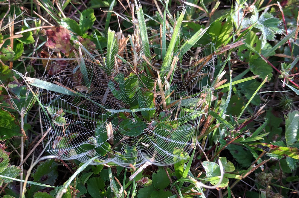 spider web